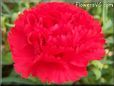 red carnation flower