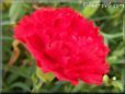 red carnation flower