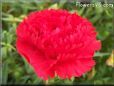 red carnation flower