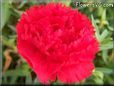 red carnation flower