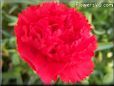 red carnation flower