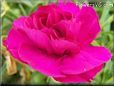dark pink carnation flower