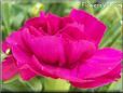 dark pink carnation flower