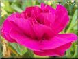 dark pink carnation flower