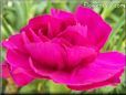 dark pink carnation flower