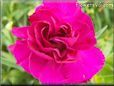 dark pink carnation flower