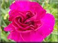 dark pink carnation flower