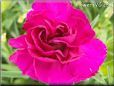 dark pink carnation flower
