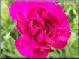 dark pink carnation flower