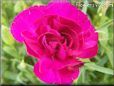 dark pink carnation flower