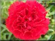 red carnation flower