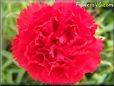 red carnation flower