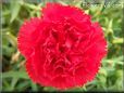 red carnation flower