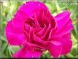dark pink carnation flower