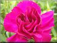 dark pink carnation flower