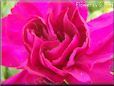 dark pink carnation flower