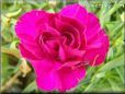 dark pink carnation flower