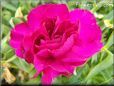 dark pink carnation flower