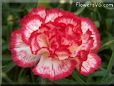 white  red carnation flower