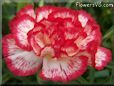 white  red carnation flower