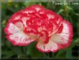 white  red carnation flower