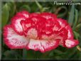 white  red carnation flower