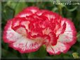 white  red carnation flower