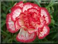 white  red carnation flower