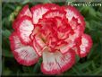 white  red carnation flower