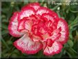 white  red carnation flower