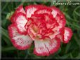 white  red carnation flower