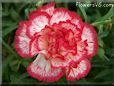 white  red carnation flower