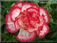 white  red carnation flower