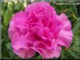 pink carnation flower