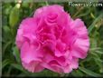 pink carnation flower