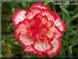 white  red carnation flower