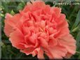 orange carnations flower picture