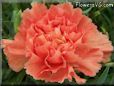 orange carnation flower