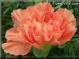 orange carnation flower