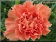 orange carnation flower