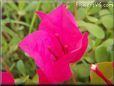 dark pink bougainvillea flower
