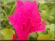 dark pink bougainvillea flower