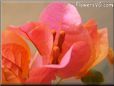 pink bougainvillea flower