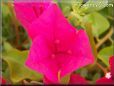 dark pink bougainvillea flower