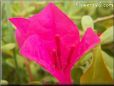 dark pink bougainvillea flower