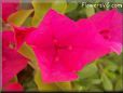 dark pink bougainvillea flower