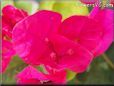 dark pink bougainvillea flower