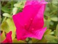 dark pink bougainvillea flower