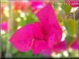 dark pink bougainvillea flower