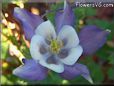 columbine flower
